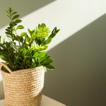 日陰におすすめの植物