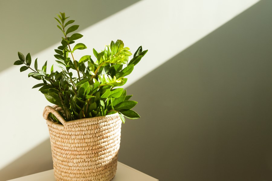 日陰におすすめの植物